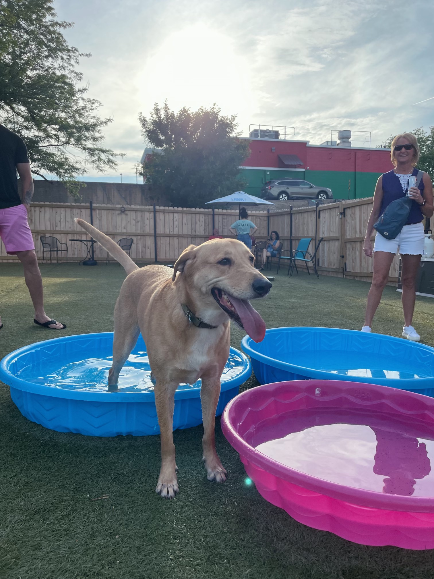 Huskies at Urban Hound Dog Park & Bar